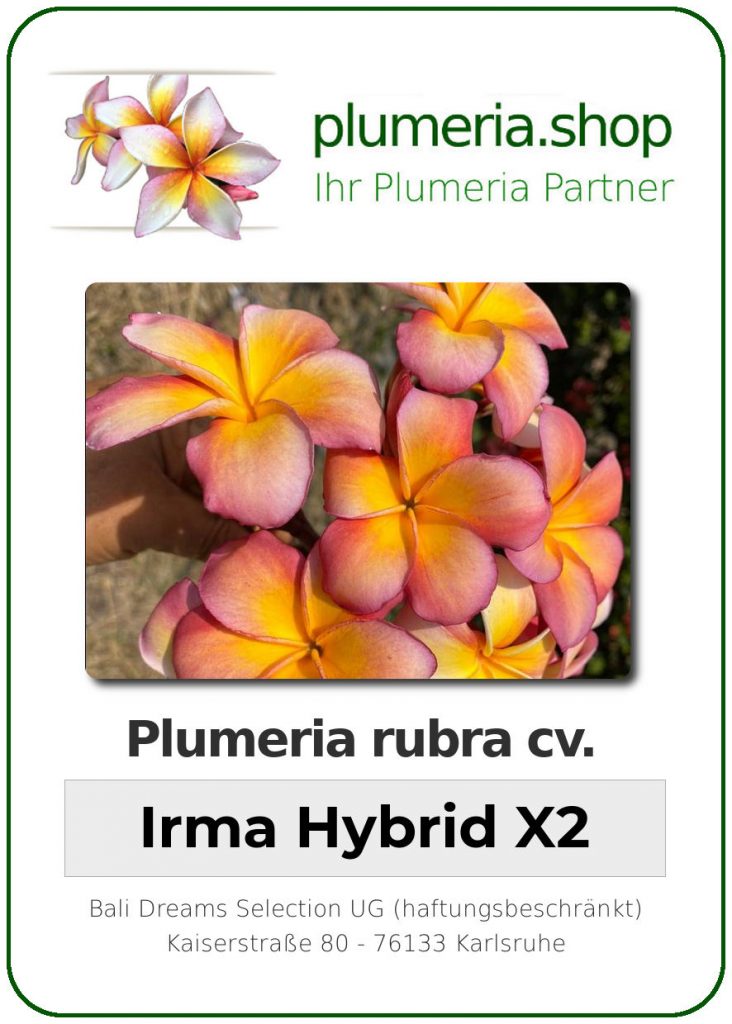Plumeria rubra "Irma Hybrid X2", wurzelnackt