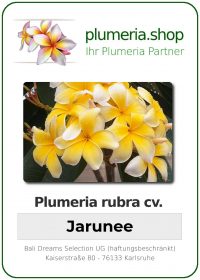Plumeria rubra - "Jarunee"