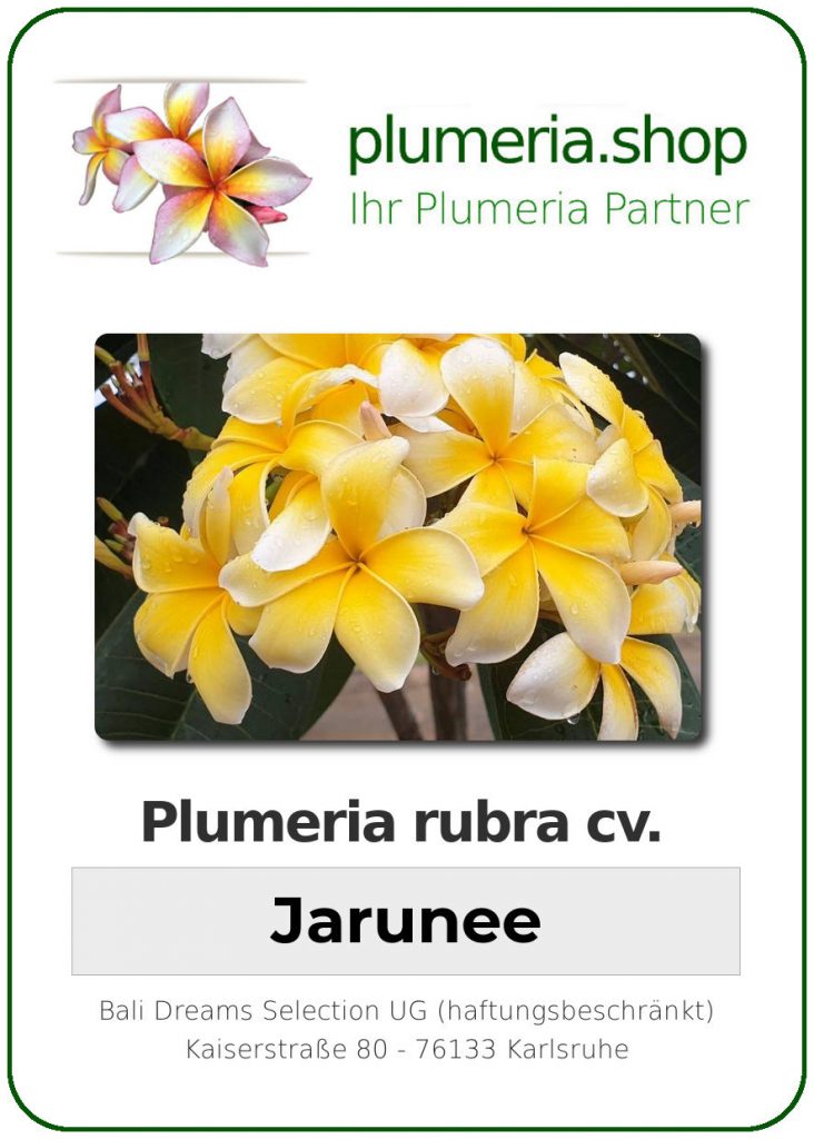 Plumeria rubra "Jarunee", wurzelnackt