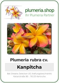 Plumeria rubra - "Kanpitcha"