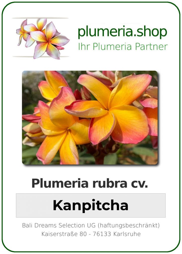 Plumeria rubra "Kanpitcha", wurzelnackt
