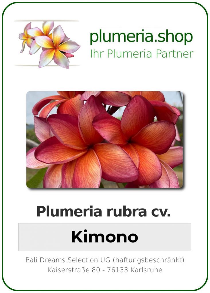 Plumeria rubra "Kimono", wurzelnackt