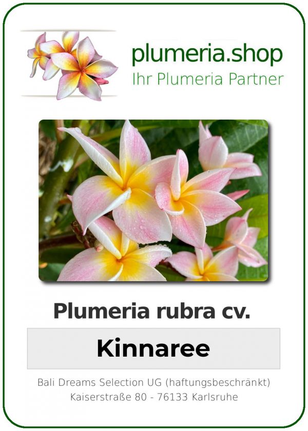 Plumeria rubra - &quot;Kinnaree&quot;