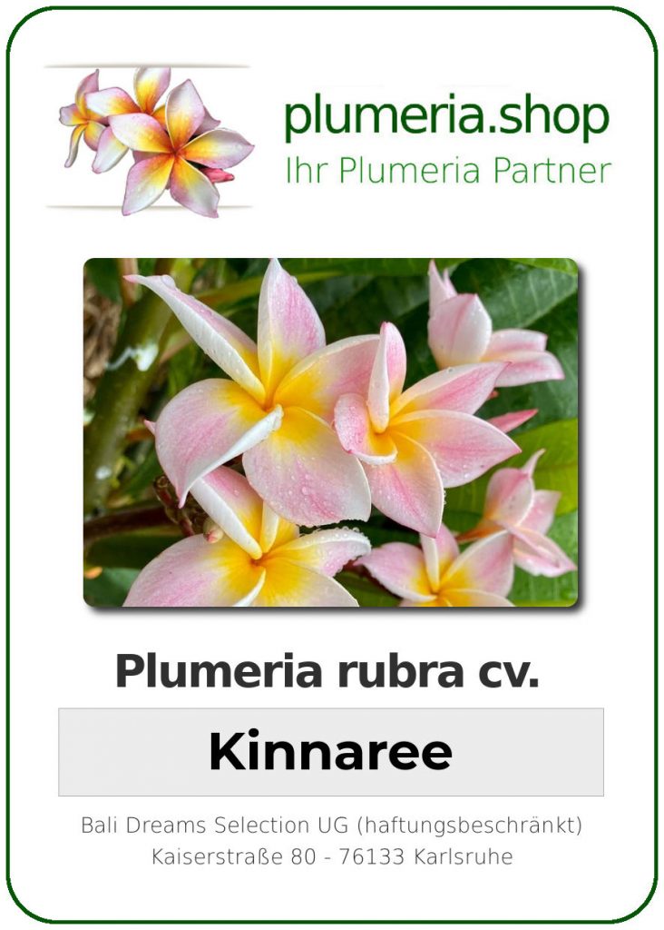 Plumeria rubra "Kinnaree", wurzelnackt