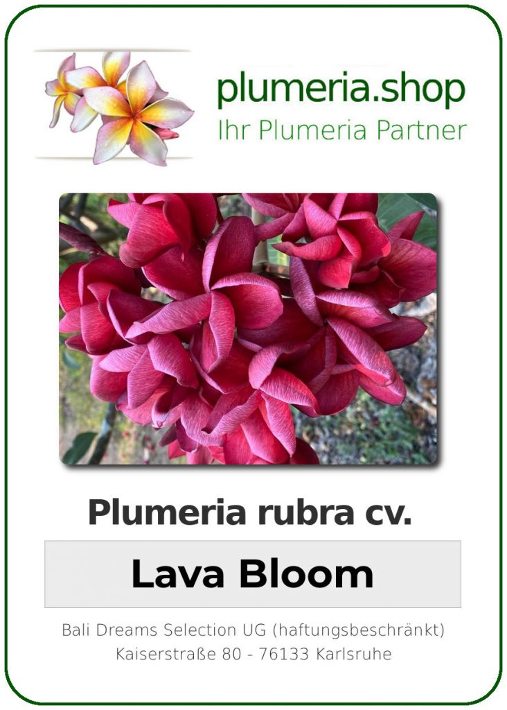 Plumeria rubra "Lava Bloom", wurzelnackt