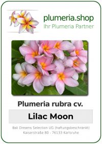 Plumeria rubra - "Lilac Moon"