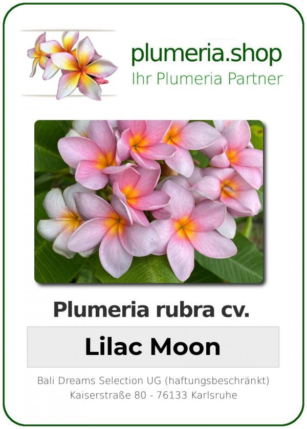 Plumeria rubra - &quot;Lilac Moon&quot;