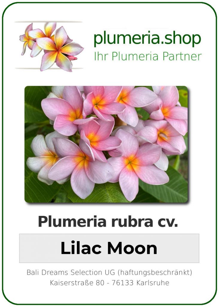 Plumeria rubra "Lilac Moon", wurzelnackt