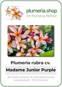 Plumeria rubra - "Madame Junior Purple"