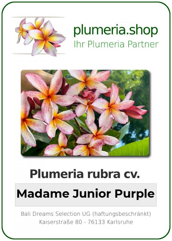 Plumeria rubra - &quot;Madame Junior Purple&quot;