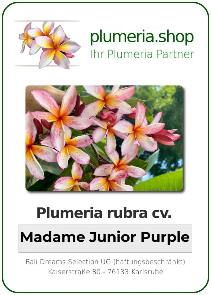 Plumeria rubra "Madame Junior Purple", wurzelnackt