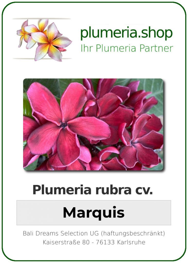 Plumeria rubra "Marquis", wurzelnackt