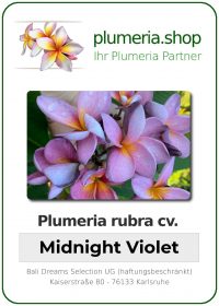 Plumeria rubra - "Midnight Violet"