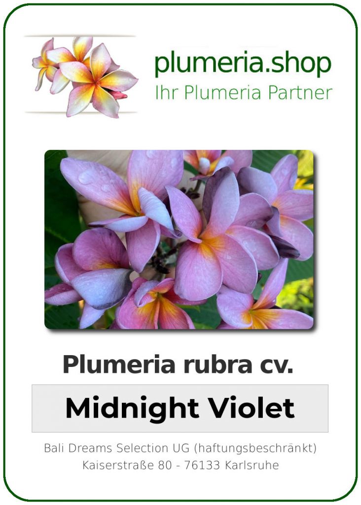 Plumeria rubra "Midnight Violet", wurzelnackt