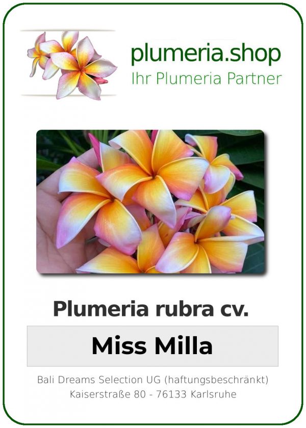 Plumeria rubra - "Miss Milla"