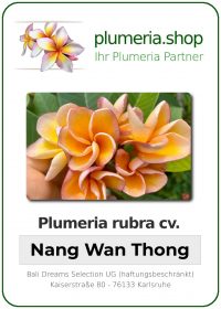 Plumeria rubra - "Nang Wan Thong"