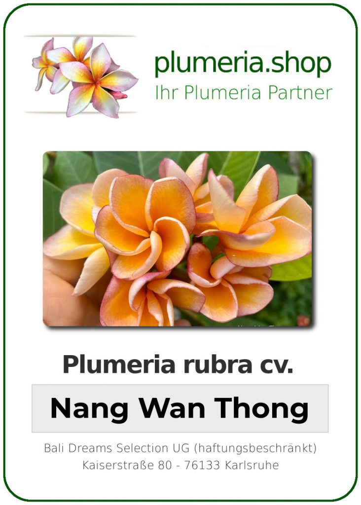 Plumeria rubra "Nang Wan Thong", wurzelnackt