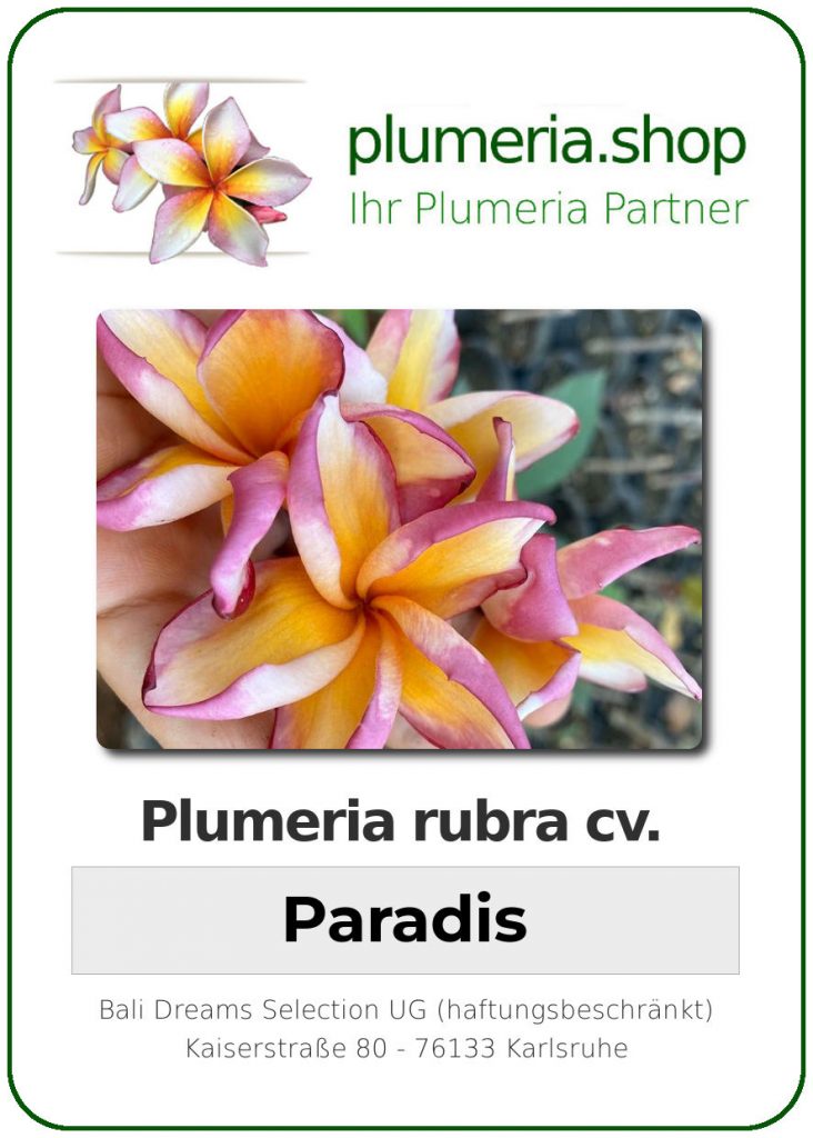 Plumeria rubra "Paradis", wurzelnackt