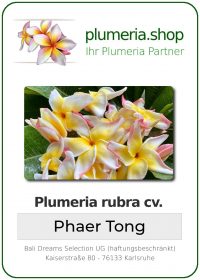 Plumeria rubra - "Phaer Tong"