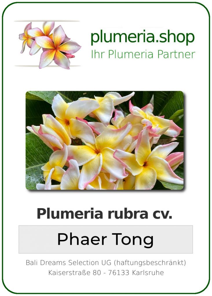 Plumeria rubra "Phaer Tong", wurzelnackt