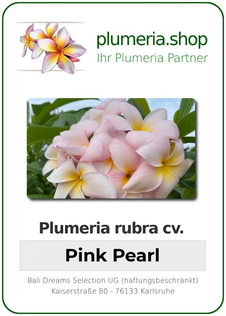Plumeria rubra cv. "Pink Pearl Spider" - Steckling