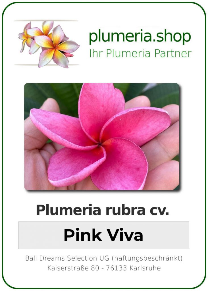 Plumeria rubra "Pink Viva", wurzelnackt