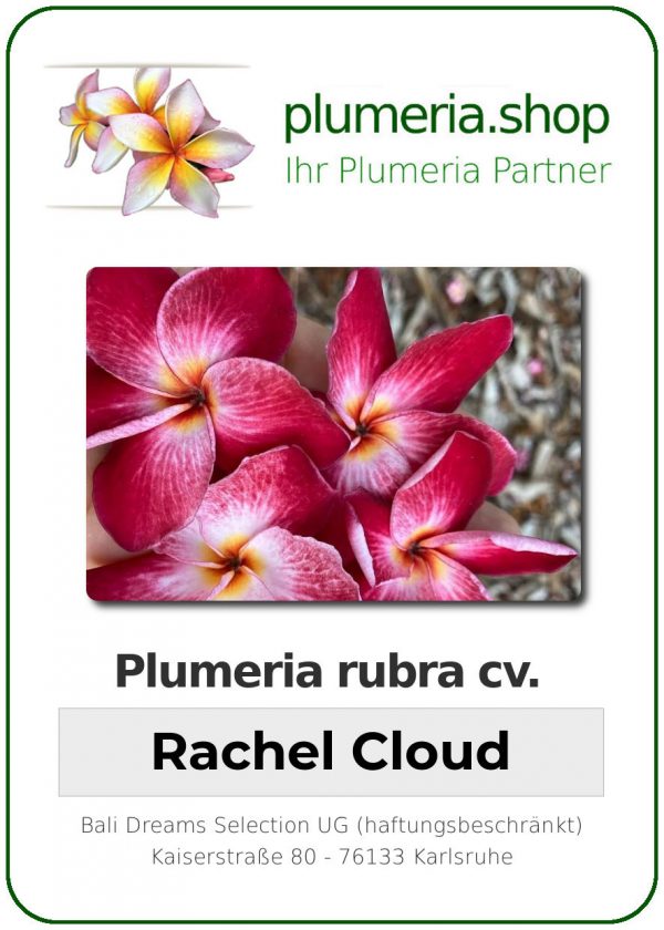 Plumeria rubra - &quot;Rachel Cloud&quot;