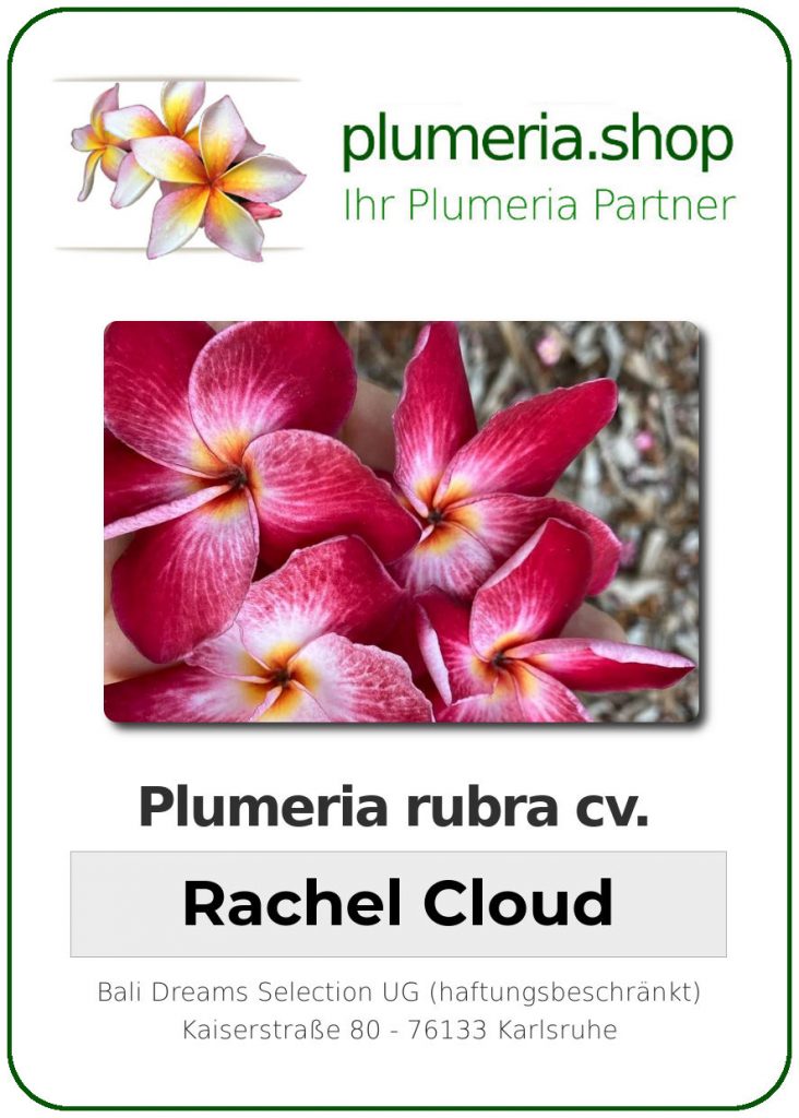 Plumeria rubra "Rachel Cloud"