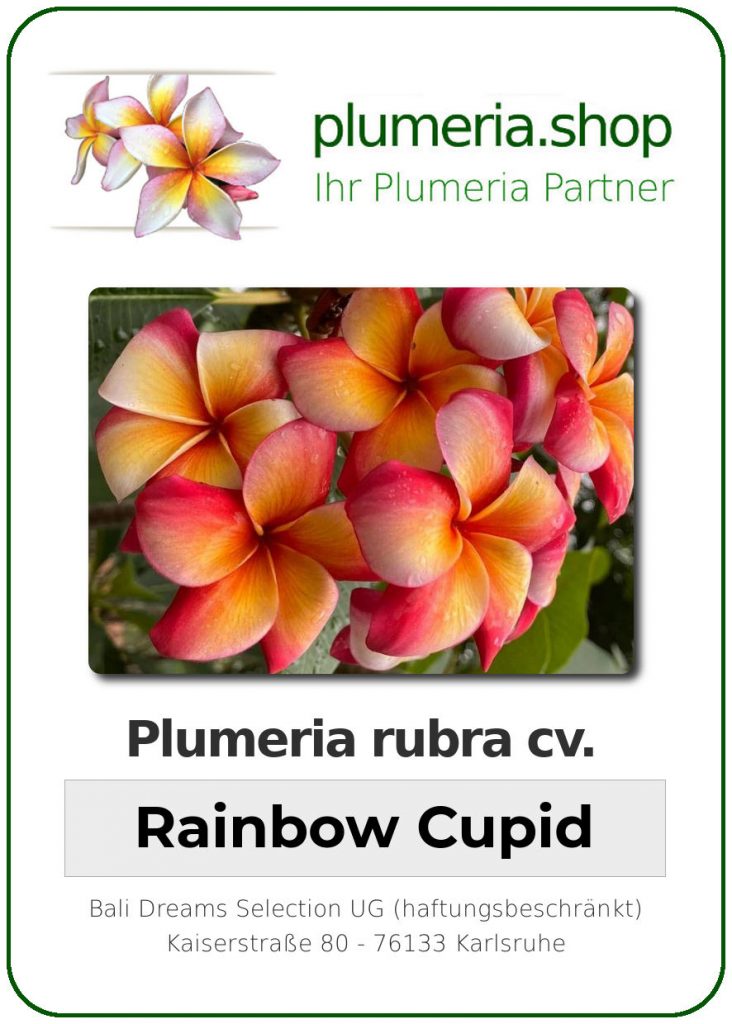 Plumeria rubra "Rainbow Cupid", wurzelnackt