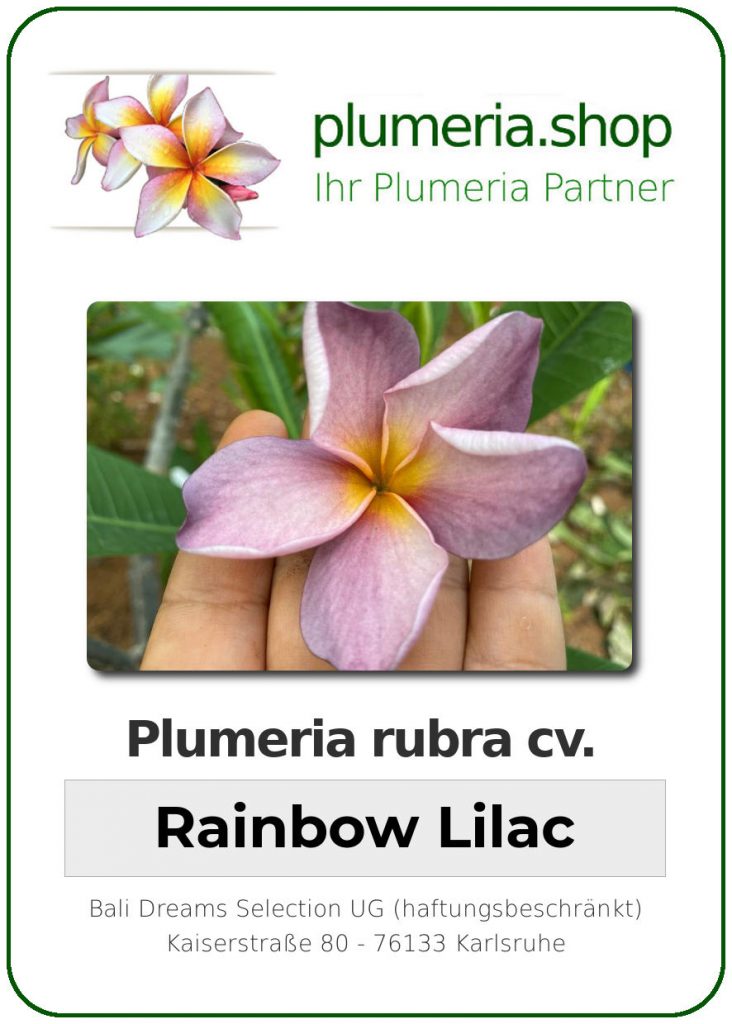 Plumeria rubra "Rainbow Lilac", wurzelnackt