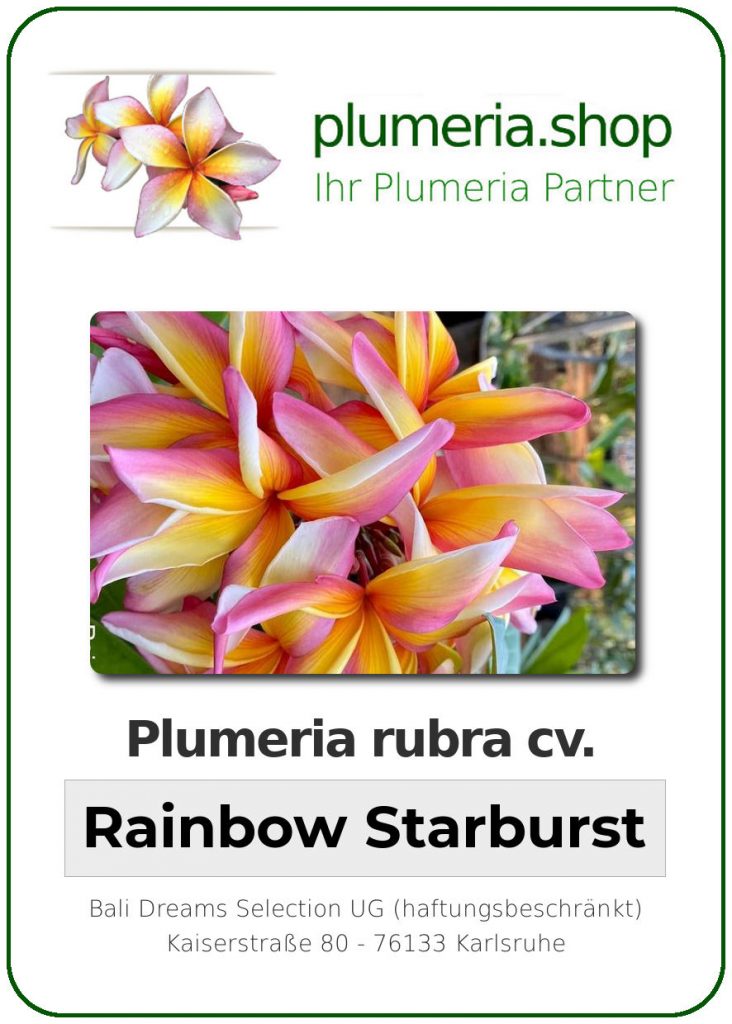 Plumeria rubra "Rainbow Starburst", wurzelnackt