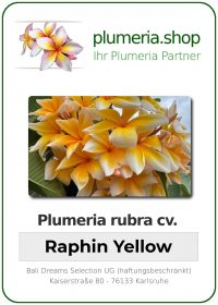 Plumeria rubra - "Raphin Yellow"