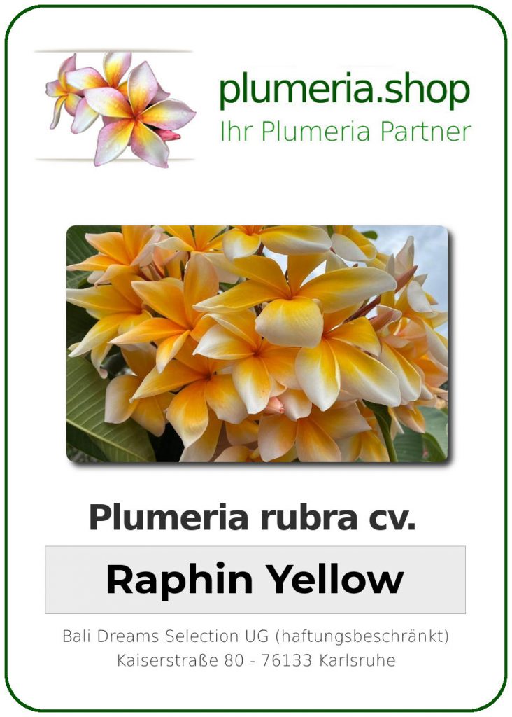 Plumeria rubra "Raphin Yellow", wurzelnackt