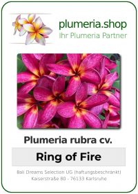 Plumeria rubra - "Ring of Fire"