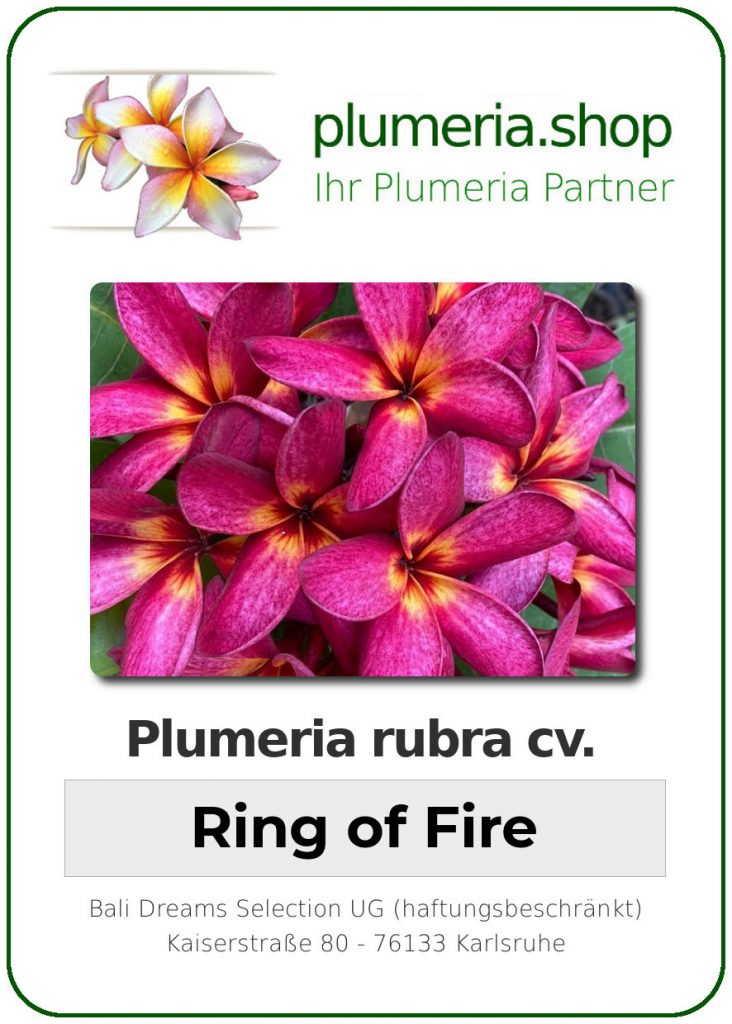 Plumeria rubra "Ring of Fire", wurzelnackt
