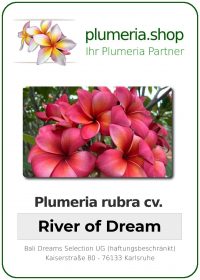 Plumeria rubra - "River of Dream"