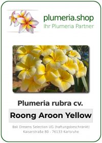 Plumeria rubra - "Roong Aroon Yellow"