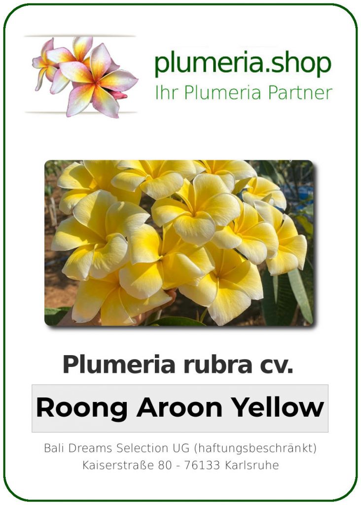 Plumeria rubra "Roong Aroon Yellow", wurzelnackt