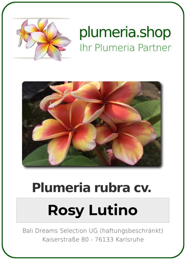 Plumeria rubra "Rosy Lutino", mit Dolde