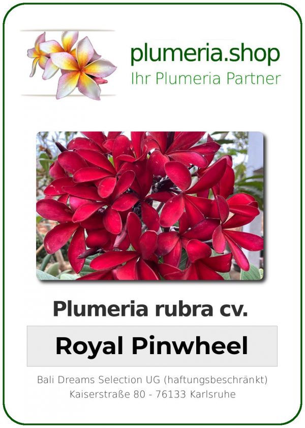 Plumeria rubra - "Royal Pinwheel"