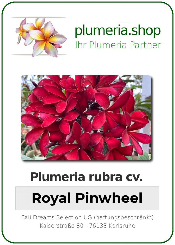 Plumeria rubra "Royal Pinwheel", wurzelnackt