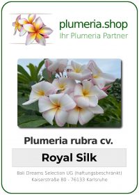 Plumeria rubra - "Royal Silk"
