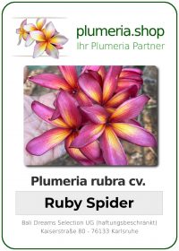 Plumeria rubra - "Ruby Spider"