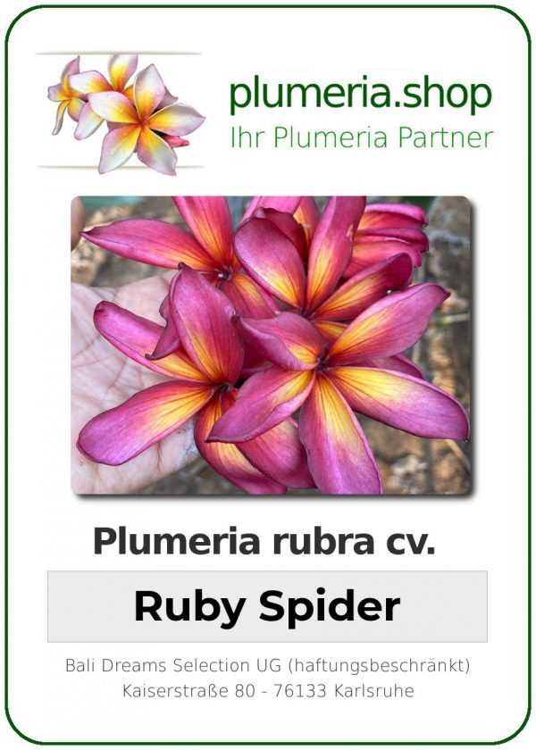 Plumeria rubra - &quot;Ruby Spider&quot;