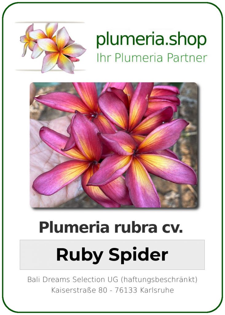 Plumeria rubra "Ruby Spider", wurzelnackt