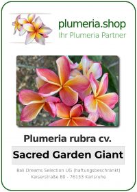 Plumeria rubra - "Sacred Garden Giant"