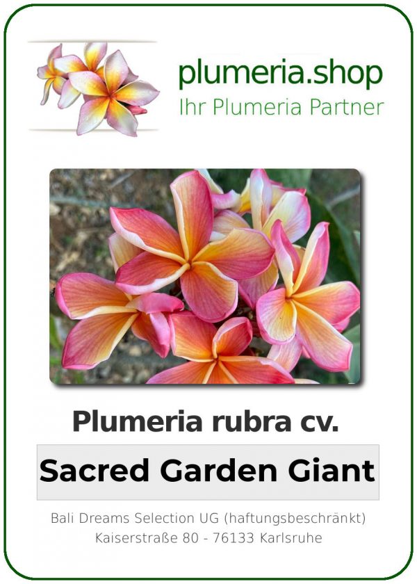 Plumeria rubra - &quot;Sacred Garden Giant&quot;