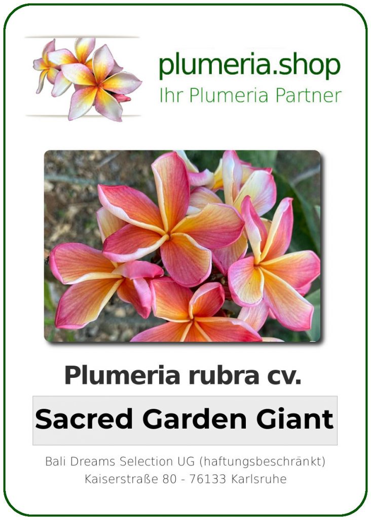 Plumeria Rubra Sacred Garden Giant” Wurzelnackt Plumeria Shop Ihr