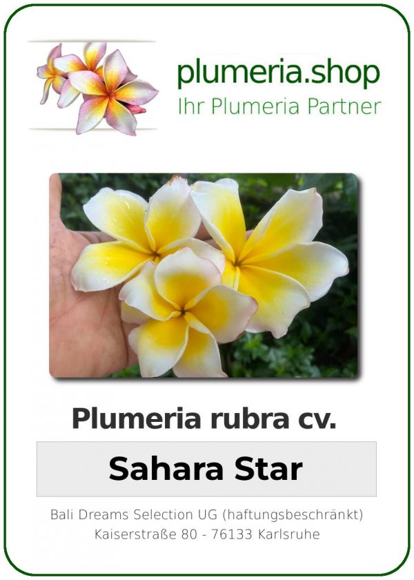 Plumeria rubra - "Sahara Star"