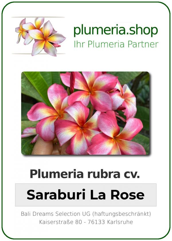Plumeria rubra - &quot;Saraburi La Rose&quot;